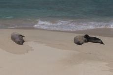 Banyak Kucing Liar Tinggal Dekat Pantai, 3 Anjing Laut di Hawaii Tewas