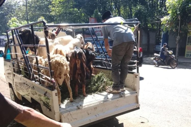 Jualan Setahun Sekali, Pedagang Hewan Kurban di Semarang Bisa Raup Omzet Rp 200 Juta