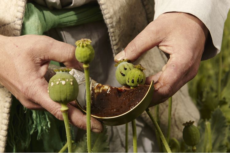 Mengambil getah tanaman poppy untuk pembuatan opium.