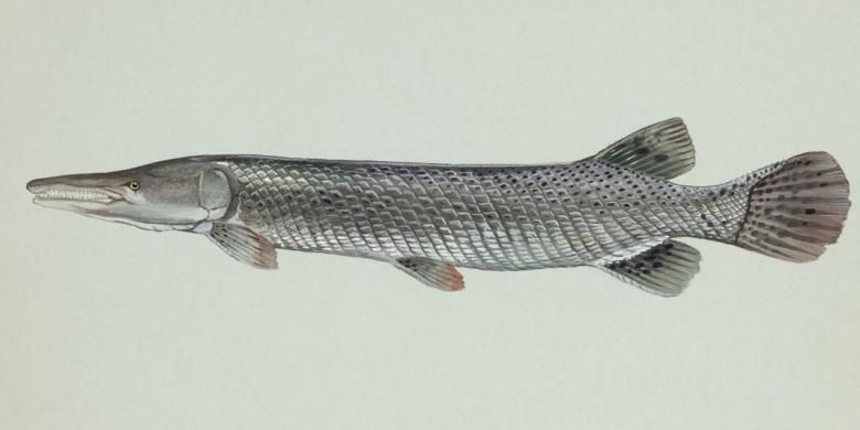 Ikan aligator (Atractosteus spatula)