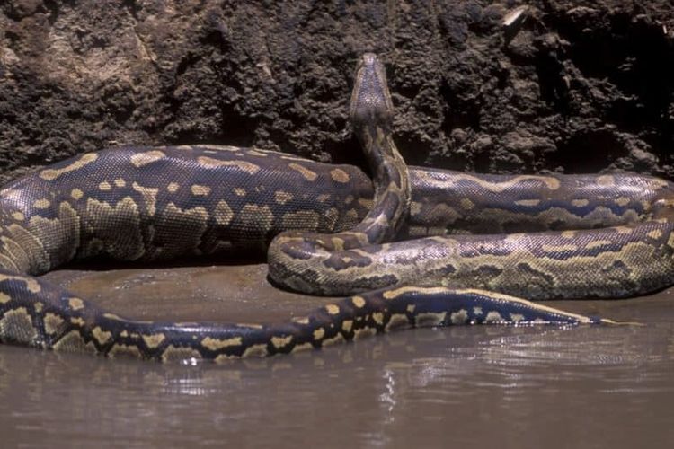 African rock python