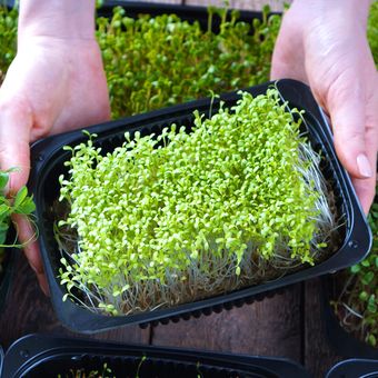 Ilustrasi microgreens. Menanam microgreen. 