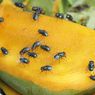 5 Cara Usir Lalat Buah Pakai Bahan Dapur, Tanpa Meracuni Makanan