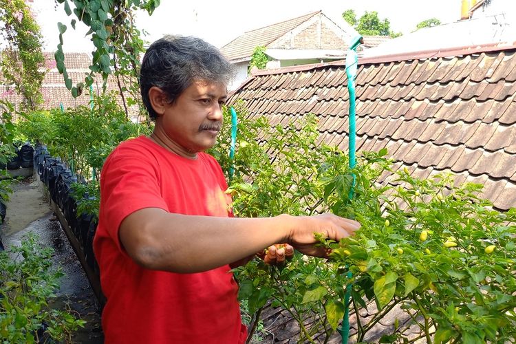 Daliman saat memanen cabai dan jamir tiram di atap rumahnya di Danurejan, Kota Yogyakarta, Senin (20/6/2022)