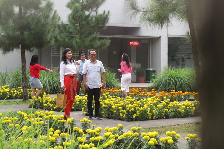 Cantiknya taman marigold Rumah Atsiri Indonesia