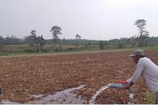 Kementan Klaim Pertanian di Lampung Selatan Berkembang Pesat Berkat Irigasi Perpompaan