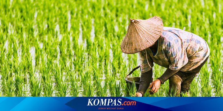 Sda Melimpah Mengapa Petani Indonesia Sulit Untuk Sejahtera Halaman All Kompas Com