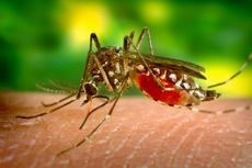 Hari Nyamuk Sedunia, Mewaspadai Malaria dari Gigitan Hewan Paling Mematikan di Dunia