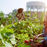 Manfaat dan Fakta Tentang Berkebun Organik yang Sebaiknya Kamu Tahu