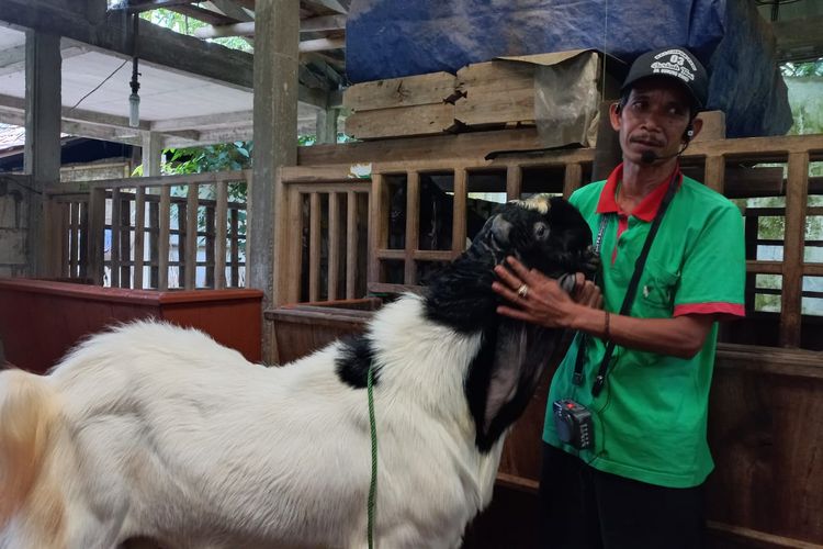 Salah satu peternak kambing ras Kaligesing yang sukses adalah Jemino (50). Ia adalah satu dari puluhan warga Desa Gunung Wangi, Kaligesing, Purworejo, Jawa Barat yang membudidayakan kambing ras Kaligesing.