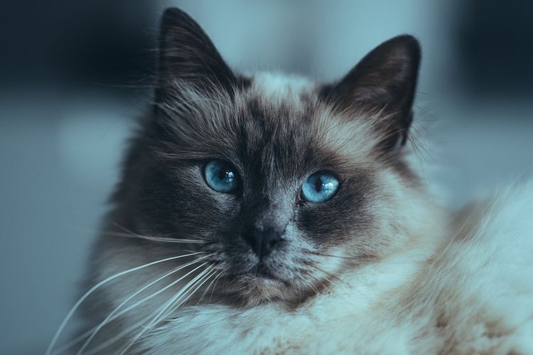 Kucing Birma (Unsplash/Omar Ram)