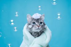 Penyebab Kucing Takut Air dan Cara Tepat Memandikannya 
