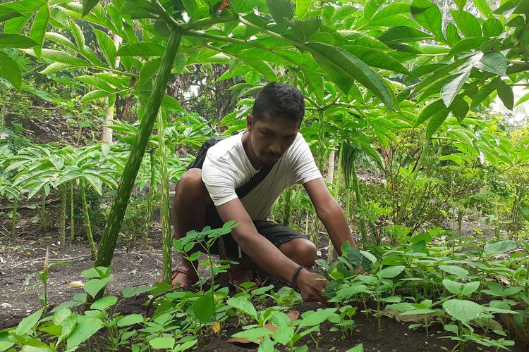 Desa Rana Kulang, Kecamatan Elar, Kabupaten Manggarai Timur, NTT menjadi pusat Tanaman porang. ribuan tanaman porang ditanam oleh petani dan juga ada petani milenial Porang di desa tersebut, Februari 2021. (KOMPAS.com/MARKUS MAKUR)