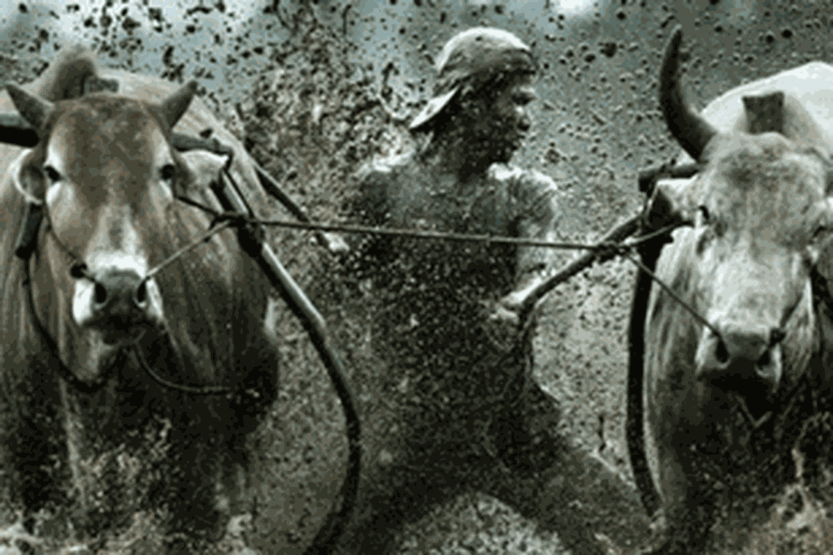 Pacu Jawi atau Pacu Sapi merupakan salah satu event budaya dari Sumatera Barat. 