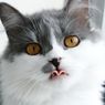 10 Penyebab Kucing Muntah Busa dan Cara Mengatasinya