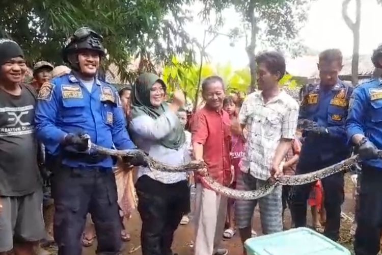 Sejumlah petugas damkar dan warga desa Cihideung Girang Kecamatan Cidahu Kabupaten Kuningan bersama-sama membawa ular usai evakuasi di Kebun Bambu, Selasa (27/2/2024) petang