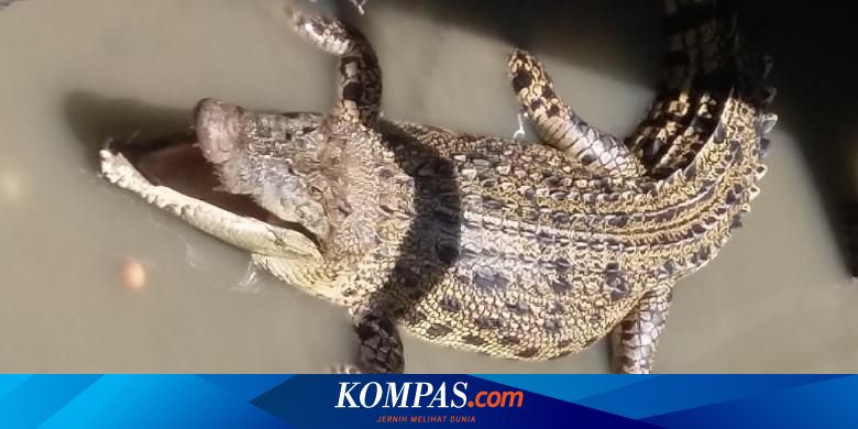 Buaya Legenda Muncul Jelang Ciletuh Geopark Festival Di Ujung Genteng