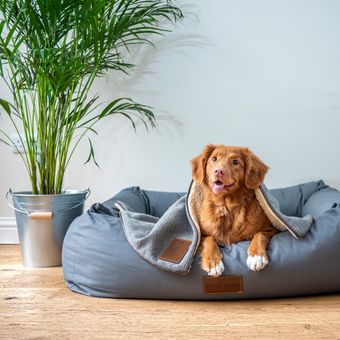 Ketika menginginkan sesuatu, anjing akan menggonggong sambil matanya terus menatap ke arah kita.