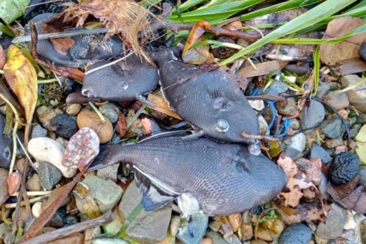 Ratusan ikan mendadak mati terdampar di pantai Desa Rutong, Kecamatan Leitimur Selatan, Ambon, Minggu (15/9/2019) Foto Waty Thenu