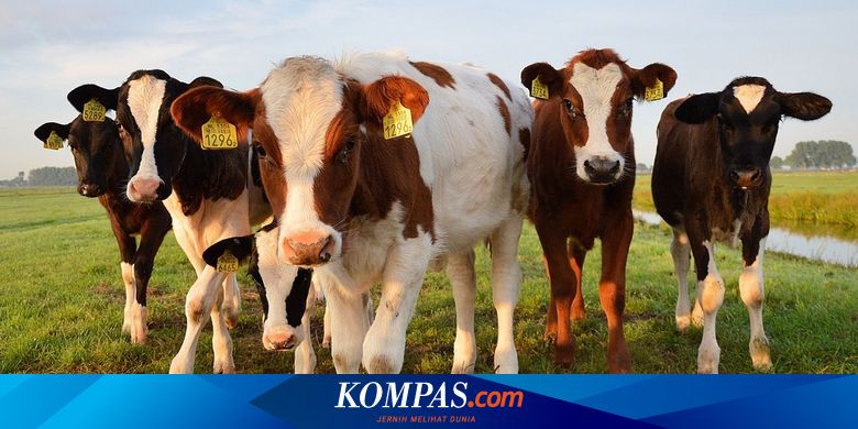 Gejala Antraks pada Sapi dan Prosedur Penguburan Ternak yang Mati