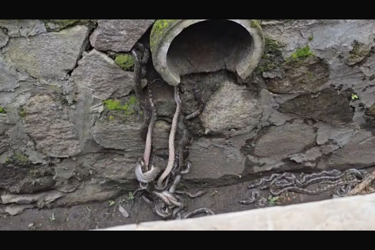 Sebanyak 22 ekor anak ular jenis sanca  ditemukan di area Gorong-gorong di Jalan Jajaway, Kecamatan Pelabuhanratu, Kabupaten Sukabumi, Jawa Barat pada Selasa (9/12/2025) petang.