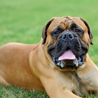 Ilustrasi anjing English Mastiff.