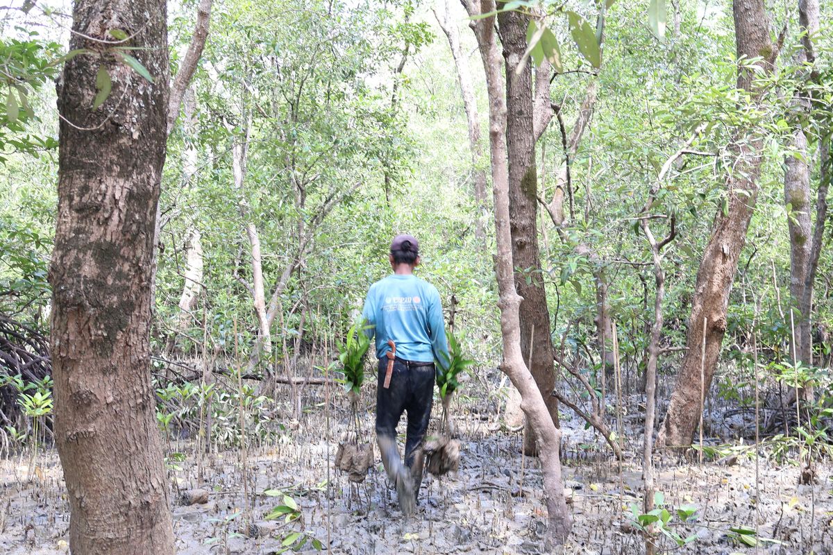 Penanaman mangrove oleh KTH Bakau Lestari dan proses monitoring tanaman melalui aplikasi Karlon pada Selasa, 2/7/2024 di Hutan Mangrove Pangkal Babu Desa Tungkal Satu, Kecamatan Tungkal Ilir, Kabupaten Tanjung Jabung Barat