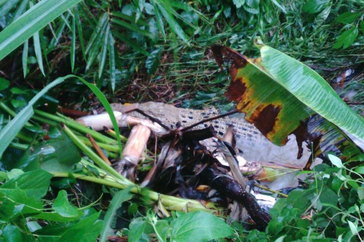 Seekor buaya yang muncul di sungai Kwagon, Godean, Sleman, difoto oleh warga