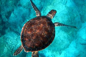 WNA Diduga Makan Penyu di Raja Ampat, Kenapa Dilarang Konsumsi Penyu?