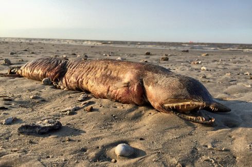 Badai Harvey Seret Belut Misterius Bertaring ke Pantai Texas