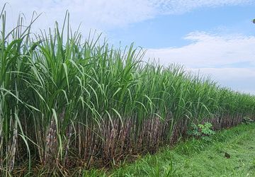 LPDB-KUMKM dan BUMN Pangan Buka Akses bagi Pasar Petani Tebu