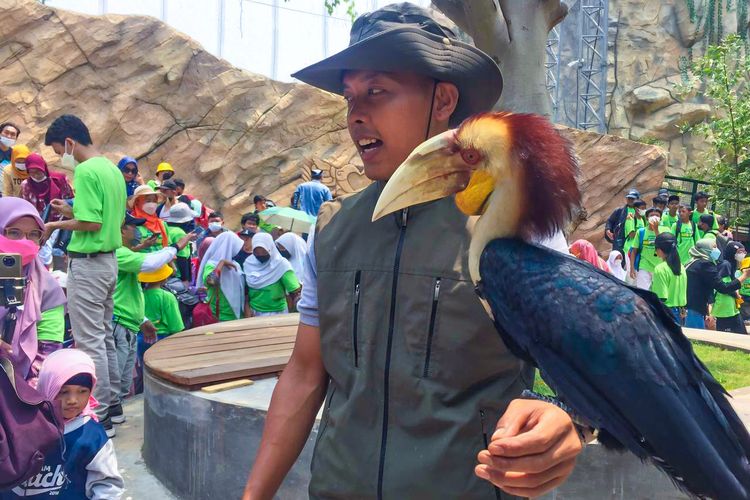 Pertunjukan burung saat pembukaan wahana baru Jakarta Bird Land di Taman Impian Jaya Ancol, Sabtu (5/11/2022)