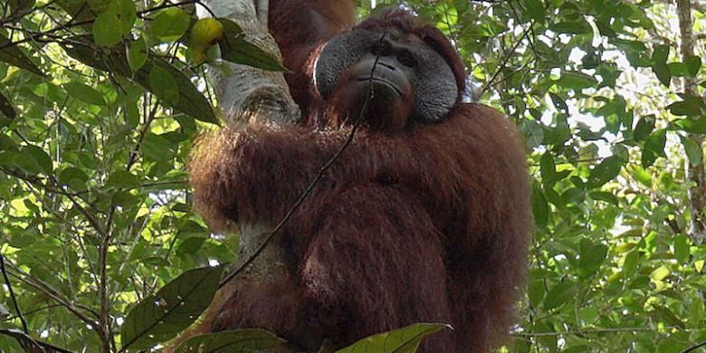 Orangutan bernama Brown di kawasan Taman Nasional Sebangau, Kecamatan Kamipang, Kabupaten Katingan, Kalimantan Tengah. 