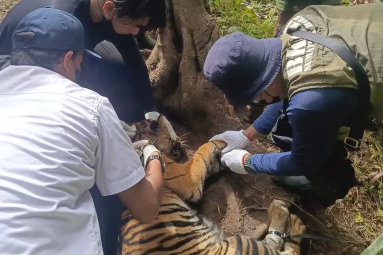 Harimau Sumatera Terjerat Lima Perangkap Babi di Pasaman, BKSDA Lakukan Evakuasi