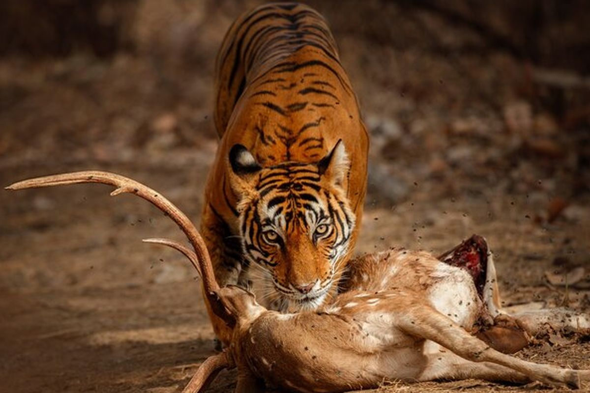 Cerita Mengusir Harimau di Aceh Timur, Mulai dari Upaya Pawang hingga Bakar Kemeyan...