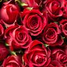 Asal Usul Mawar Merah Jadi Hadiah Populer di Hari Valentine