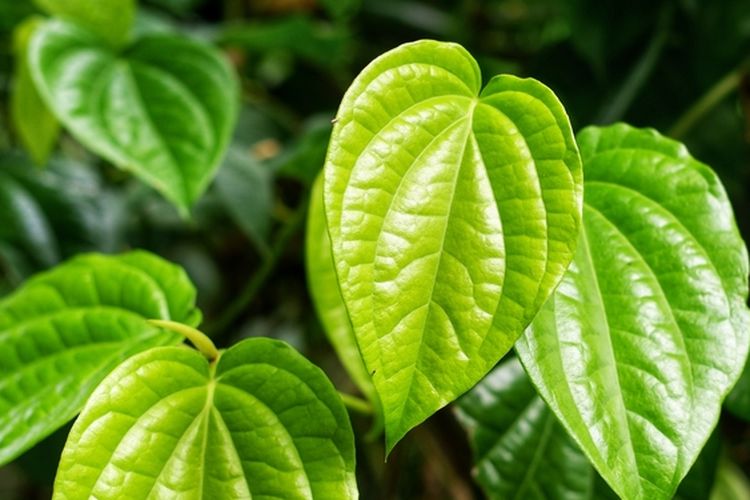 Ilustrasi tanaman daun sirih. 
