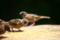 Berapa Jumlah Burung Liar di Dunia, Peneliti Kini Punya Datanya