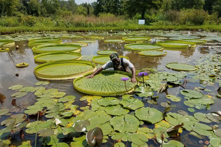 Teratai menggunakan jaringan parenkim air untuk tetap mengaping di permukaan air