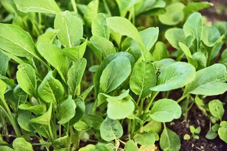 Ilustrasi menanam sawi hijau atau caisim. 