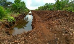 Peneliti BRIN Tawarkan Restorasi Ekosistem Gambut Berbasis Masyarakat