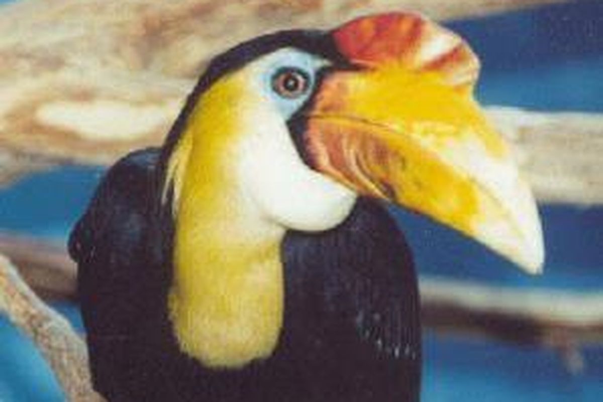 julang jambul-hitam (Aceros corrugatus).