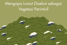 Mengapa Lumut Disebut sebagai Vegetasi Perintis?