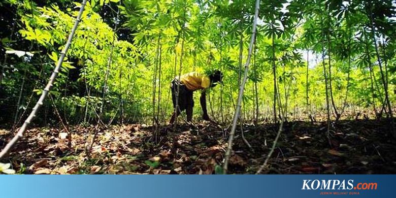 Lampung Penghasil  Ubi Kayu  Terbesar  di  Tanah Air