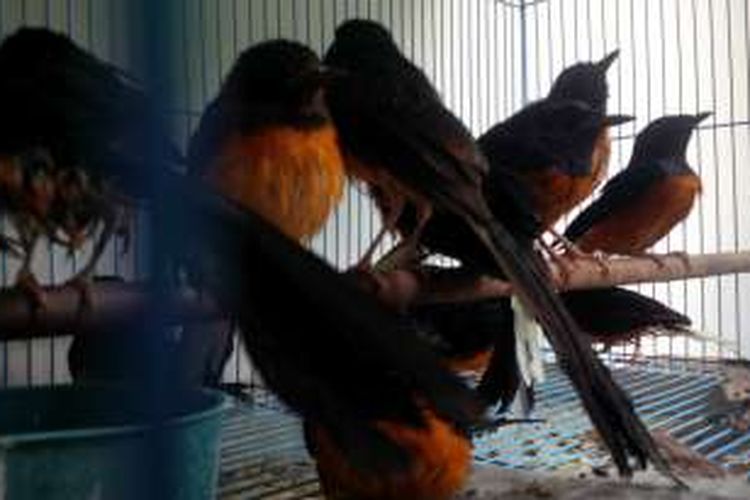 Burung-burung yang diamankan setelah dipindahkan ke dalam sangkar saat beradai di kantor BKSDA Kalbar (22/4/2016)