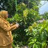 Julukan Kota Mangga Probolinggo Mulai Pudar, Produksi Turun dan Kebun Beralih Jadi Permukiman