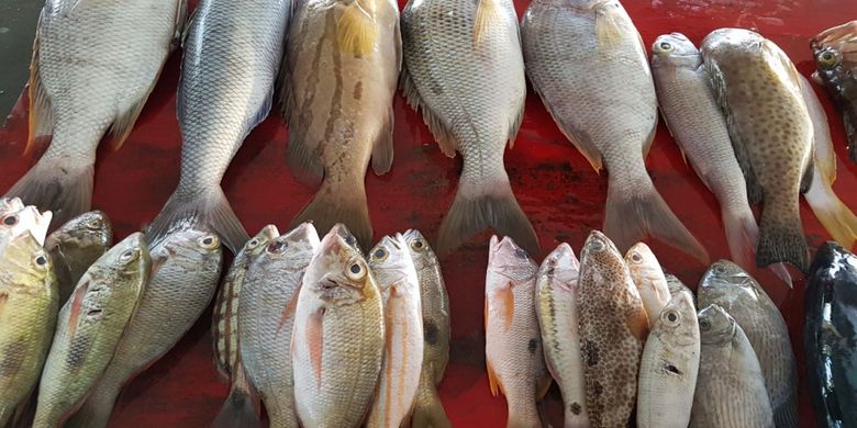 Berbagai jenis ikan hasil tangkapan nelayan Saumlaki