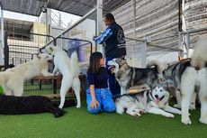 Panduan Lengkap ke kafe Dogs Ministry di Pluit Jakarta Utara