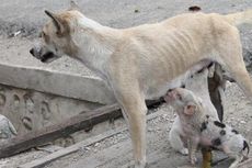 Di Kefamenanu, Anak Babi Menyusu Pada Anjing