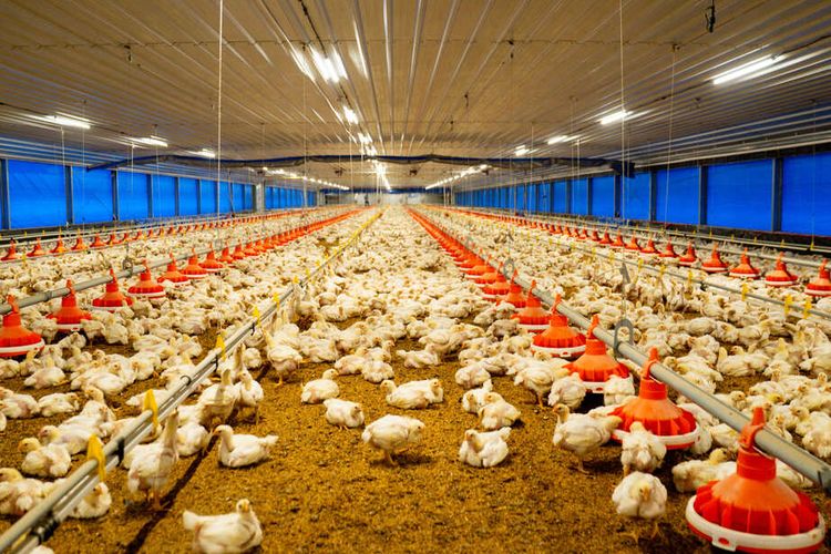 Mengenal Sistem Peternakan Ayam McDonald’s, Kandangnya Kering dan Tidak Bau
